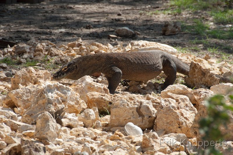 Komodo-Rinca-1297.jpg